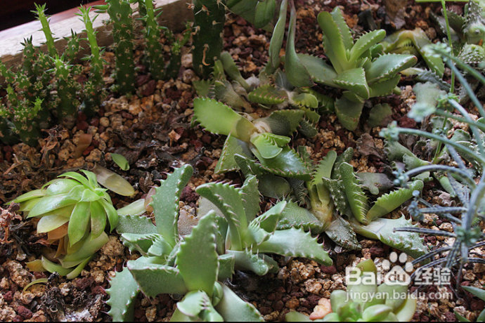 三伏天，损失惨重