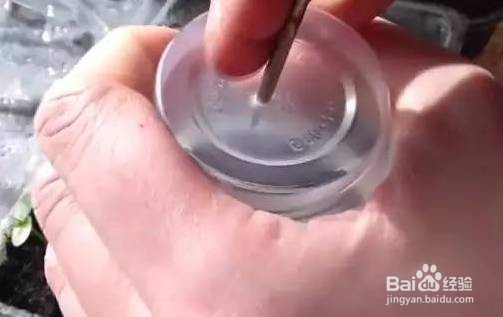 如何在阳台上种植百香果盆栽