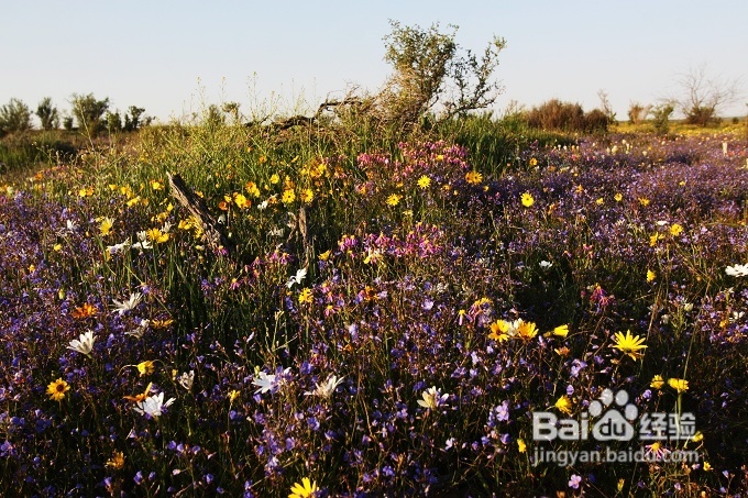 [转载]南非之旅3：纳玛夸兰（Namaqualand）花海