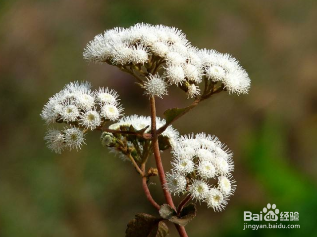 泽兰的功效作用和注意事项是什么？