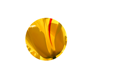 ppt将图片剪切成任意想要的形状