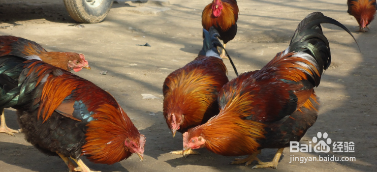 广东白切鸡白斩鸡姜葱鸡做法