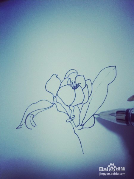 怎样画白描植物