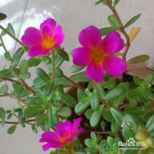 午时花怎么养