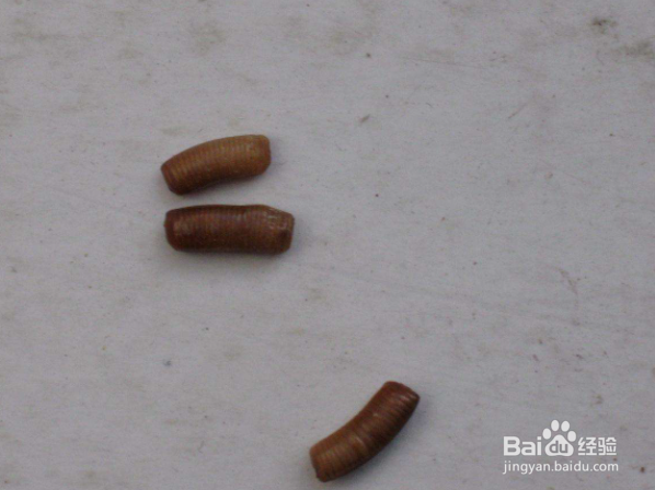 蟑螂的卵怎么清除