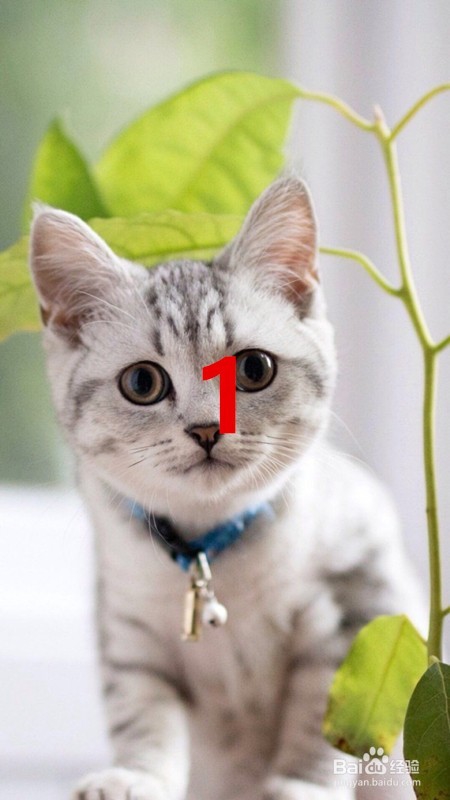 维生素e 如何给猫吃