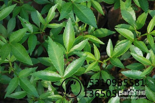 九叶青花椒种植技术