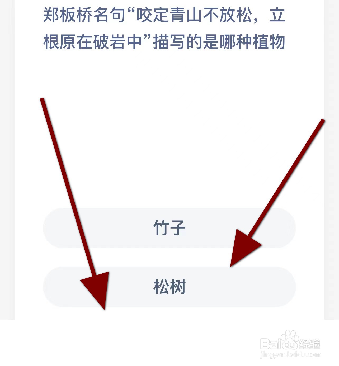 郑板桥咬定青山不放松立根在哪种植物蚂蚁庄园