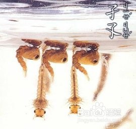 蚊子是怎么来的