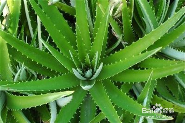 芦荟的养殖方法和注意事项是什么？