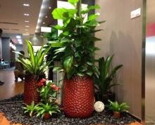 南方室内植物的培养方法？