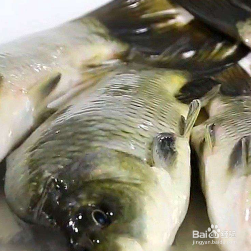 鱼腥渗透车里怎么办