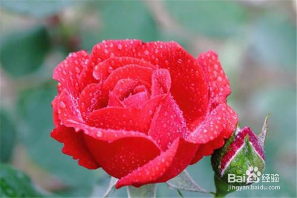 月季花的养殖方法和注意事项都有哪些？