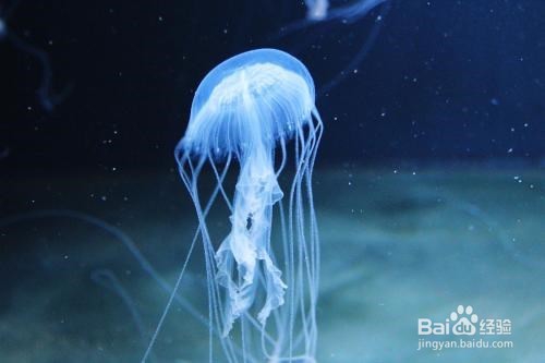 水母怎么吃东西