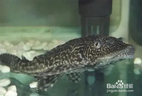 鱼缸壁上的绿藻怎么去除