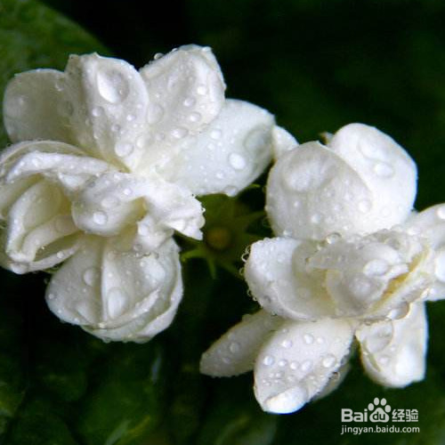 茉莉叶子枯萎掉落的原因和解决措施有哪些？