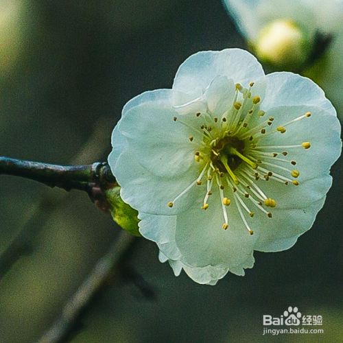 绿梅的培育方法和注意事项