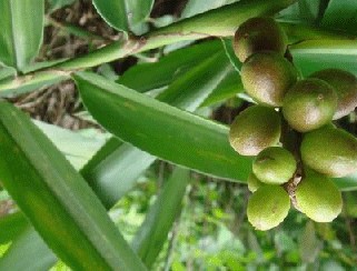 益智仁种植技术