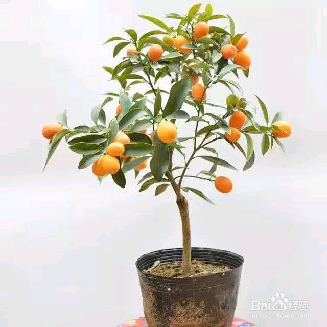 金钱桔如何养护