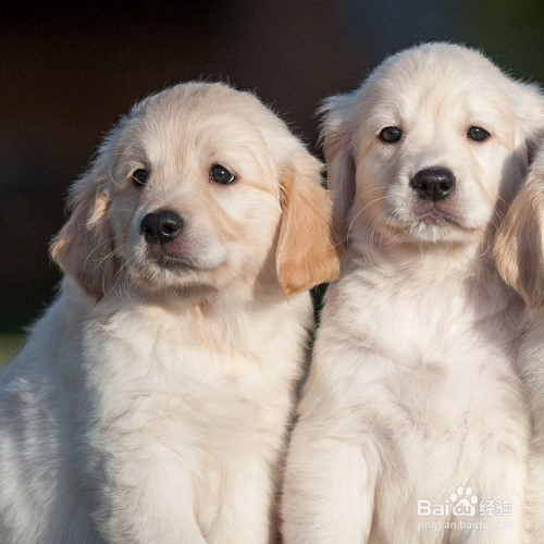 怎么训练狗狗在一个地方上厕所