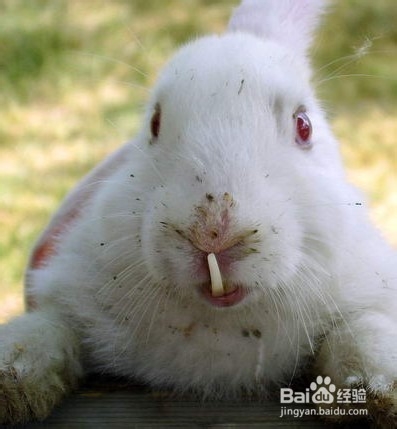小白兔如何饲养