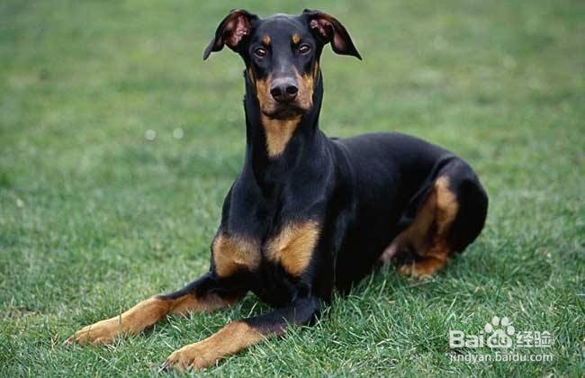 狗狗智商排行榜