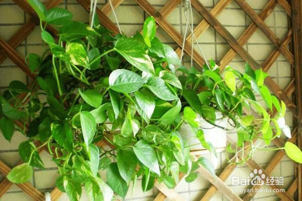 绿萝怎么养才能养的枝繁叶茂?