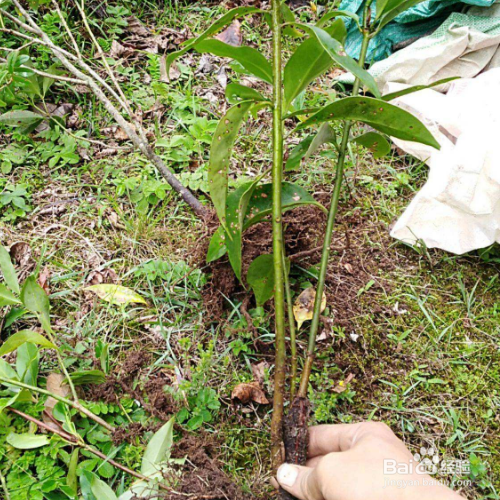 05 你可以给树喷施激素,激素对调控树体营养生长和生殖生长,保花保果