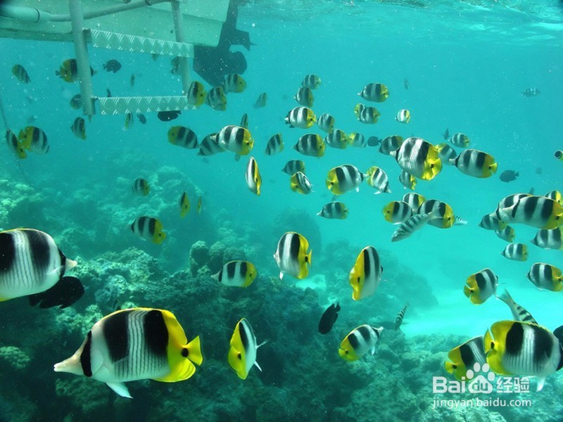 支付宝敬业福等集齐五福攻略【集五福必看】