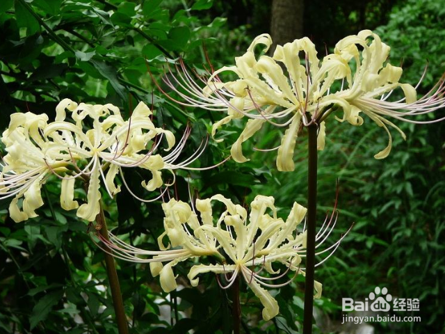 白花石蒜的养殖方法要注意什么？