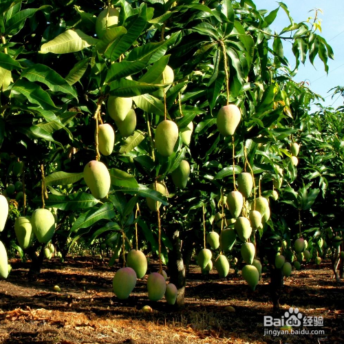 彩芒果是吃硬的还是放软吃