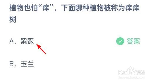 哪种植物被称为痒痒树12.13蚂蚁庄园