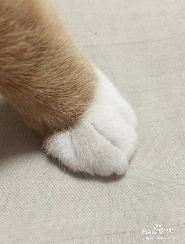 怎么给猫剪指甲?