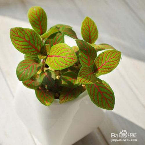 网纹草叶子蔫了应该怎么办？