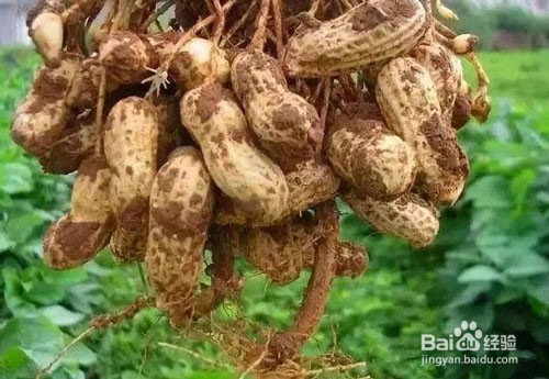 解决花生重茬的方法有哪些