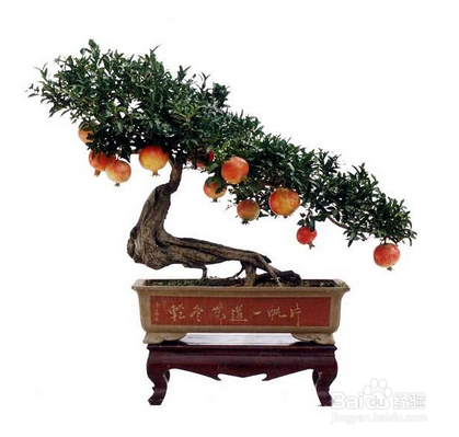 有哪些寓意比较好,适合在家中栽种或送人的盆栽