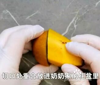 植物种植小技巧