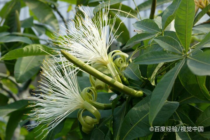 发财树的养殖方法和注意事项盆景怎么修剪