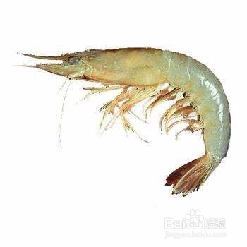 怎样防治南美白对虾幼体黏污病