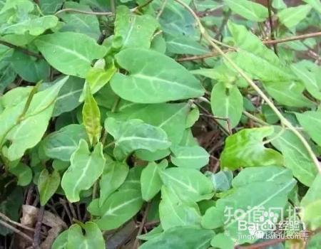 我们养的这些花农村到处都是