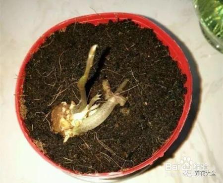 烂苹果、坏土豆别扔，这么做会有奇迹发生！