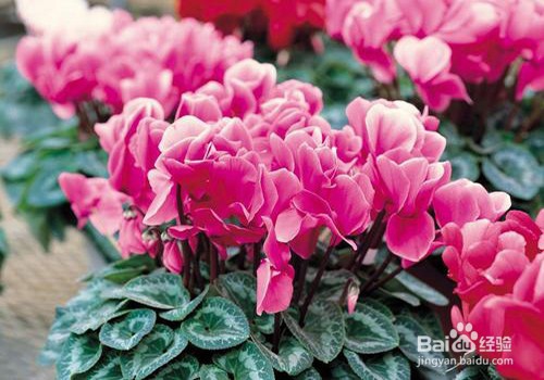 仙客来怎么发芽