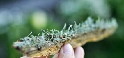 DIY迷你苔藓盆景 常绿小世界