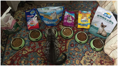 什么牌子猫粮好怎么花最少的钱,买最好的粮
