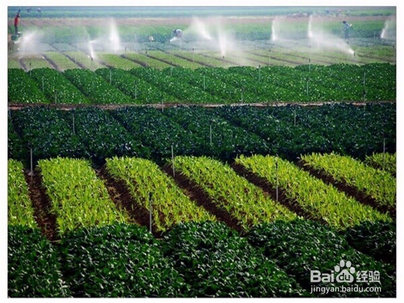 种植蔬菜大棚需要准备什么