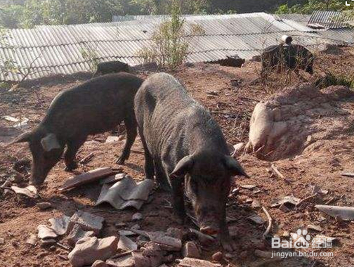 猪从猪圈里跑出该怎么办