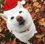 如何在微信头像上加圣诞帽