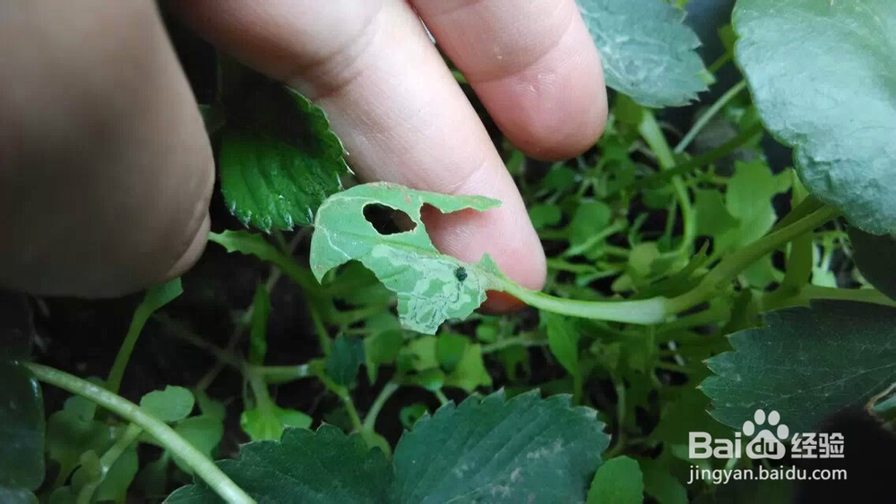 阳台花园：[22]青菜长虫怎么办虫吃菜怎么办