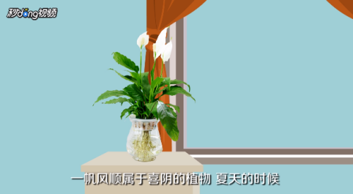 一帆风顺叶子发黄怎么办?