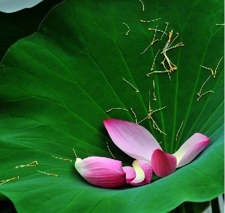 荷叶茶有什么功效